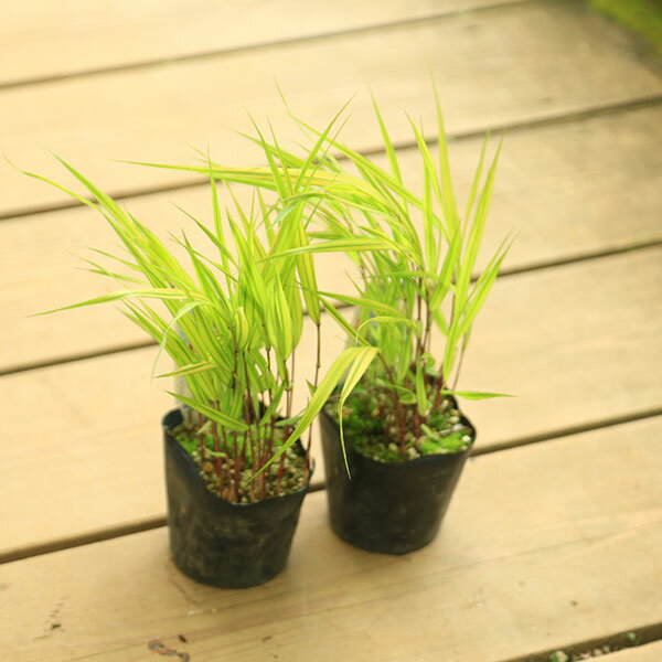 ���ڡ����� �������ɥ��С��������������𡡲��áʤդ���դ���������2�����å�*���ե�������