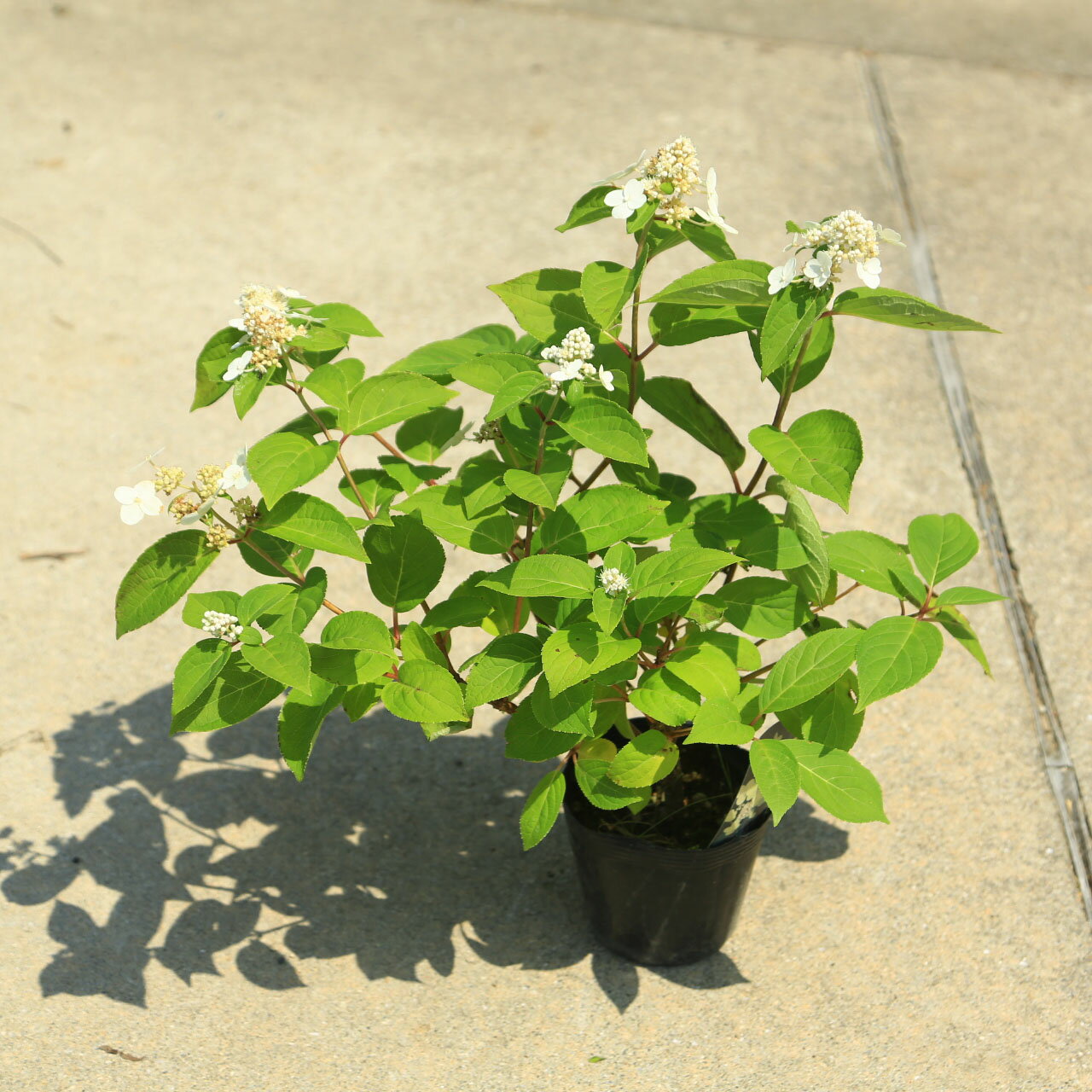 庭木・植木：ノリウツギ ピラミッドアジサイ 5号ポット*のりうつぎ 糊空木