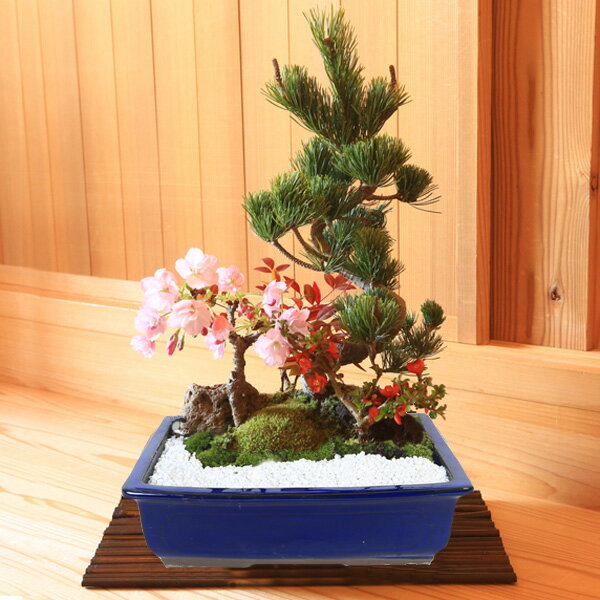 ��¨���вٲġۺ��ߺϡ��������վ���*(��Ĺ�ѱ���ȭ)��2026ǯ�ճ��֡ۡڤ������б��ۡڤܤ󤵤����ܥ󥵥��ۡڤ������ߺϡۼ���Ǥ��ָ� bonsai