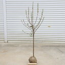 庭木・植木:ゆすら梅(山桜桃梅)ユスラウメ 大株 白花赤実 *樹高:約120cm 佐川急便発送