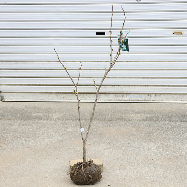 庭木・植木：ハナズオウ（白花）小株　鉢植えにもオススメ！