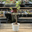 苗:旭山桜(プラ鉢)* 花芽が少ないため大特価 アサヒヤマ あさひやま