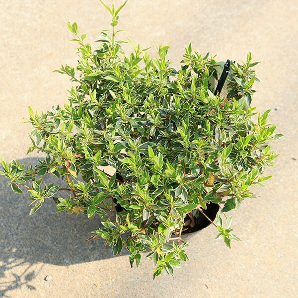 庭木苗・植木苗：アベリア（ラッキーロット）*あべりあ　斑入りアベリア　5号ポッ...