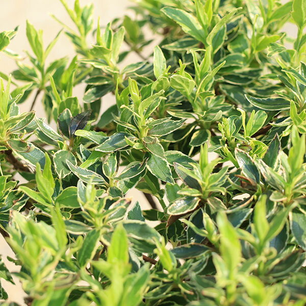 庭木苗・植木苗：アベリア（ラッキーロット）*あべりあ　斑入りアベリア　5号ポッ...