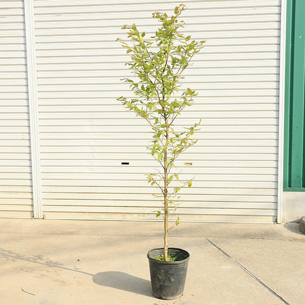 引き取り限定】盆栽 ブナの木？ シデの木？ 観葉植物 庭 木