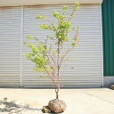 特撰庭木・植木:サンゴカクもみじ(珊瑚閣)*紅葉 樹高170cm 佐川急便発送 現品限り!