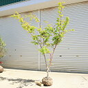 特撰庭木・植木:サンゴカクもみじ(珊瑚閣)*紅葉 樹高170cm 佐川急便発送 現品限り!