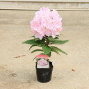 庭木・植木:西洋シャクナゲ(スーパーローディーシリーズ)品種をお選びください。