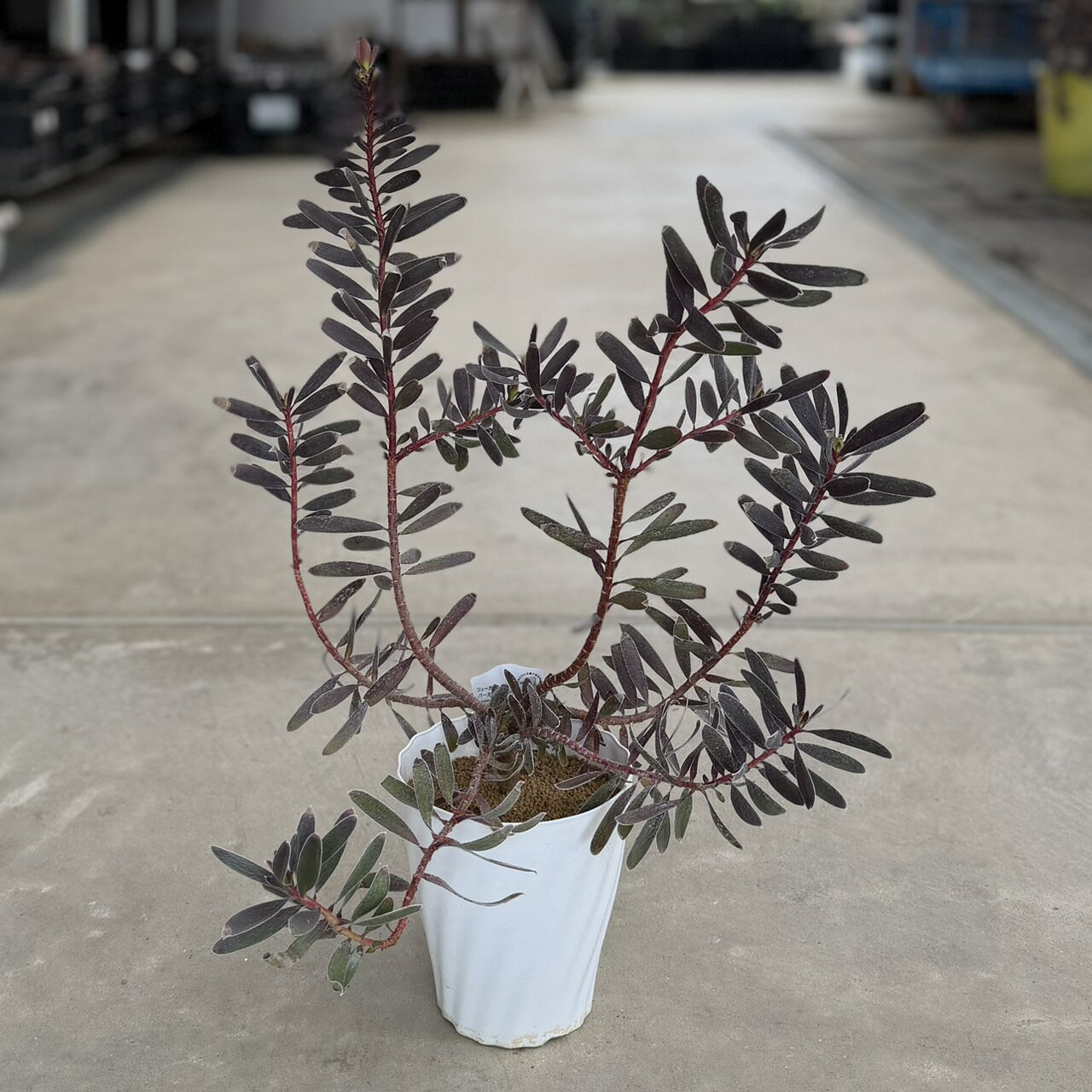 Other - 鉢花 観葉植物：リューカデンドロン バーガンディサンセット*5号 リュウカデンドロン Buegundy Sunset