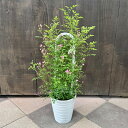 庭木 植木 鉢花 苗:ミニバラ “みさき”*鉢植え 薔薇 みにばら