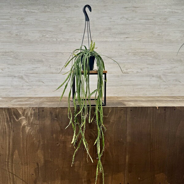 おしゃれ　観葉植物：リプサリス　クルシフォルム*4号　吊り鉢