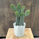 おしゃれ 観葉植物:うちわサボテン スミエボシ*3.5号 プラポット 墨烏帽子