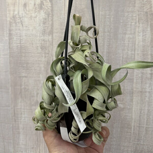 観葉植物：チランジア エアープランツ カーリースリム XXL 吊り鉢*エアプランツ Tillandsia Curly Slim