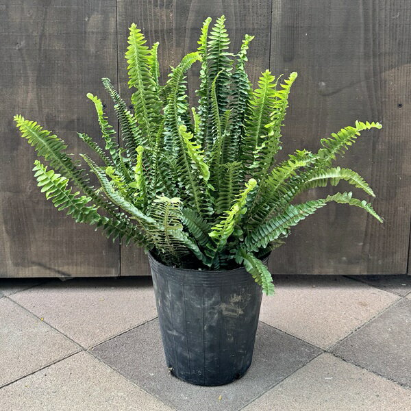 おしゃれ　観葉植物：ネフロレピス　タマシダ*7号 ビニールポット