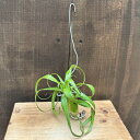着生植物 観葉植物:ネオレゲリア ペンデュラ*カット苗