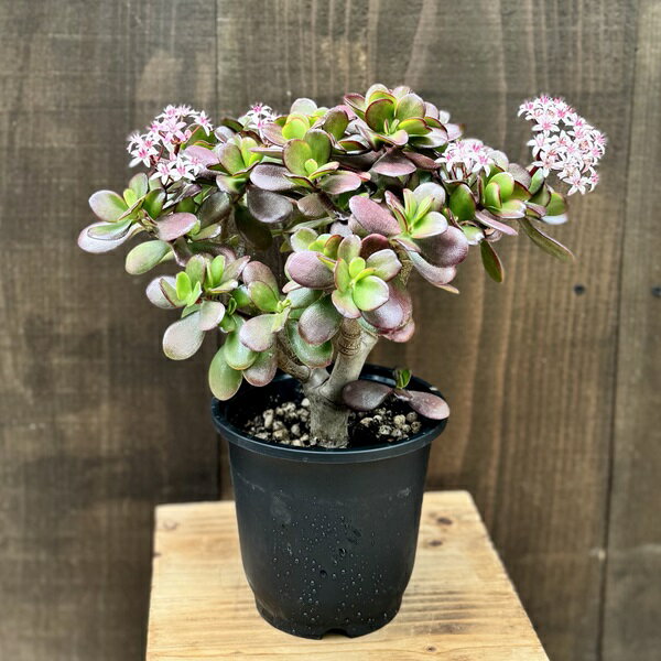 観葉植物：金のなる木 桜花月*5号 プラポット 多肉植物 カネノナルキ サクラカゲツ