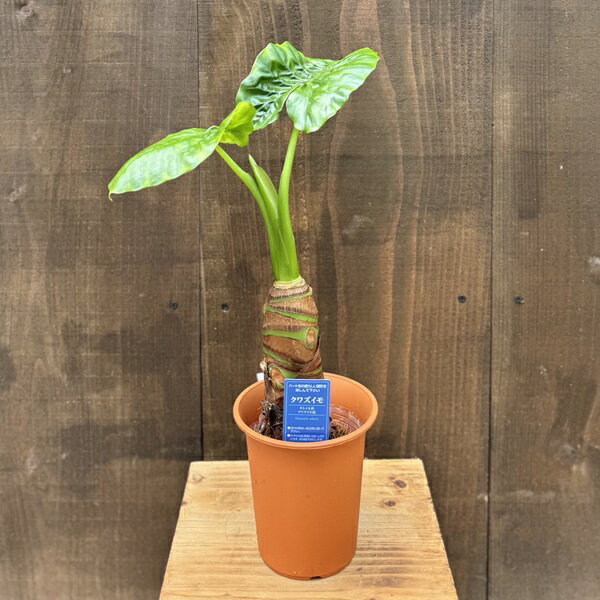 観葉植物：クワズイモ*4号プラポット