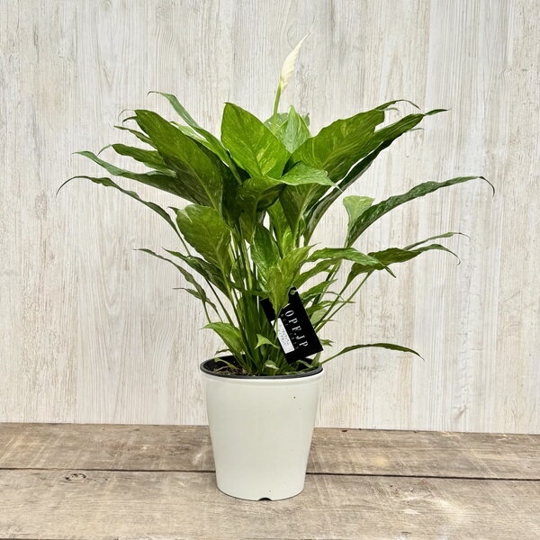 観葉植物：スパティフィラム ダイアモンド*5号プラポット 斑入り スパッティ