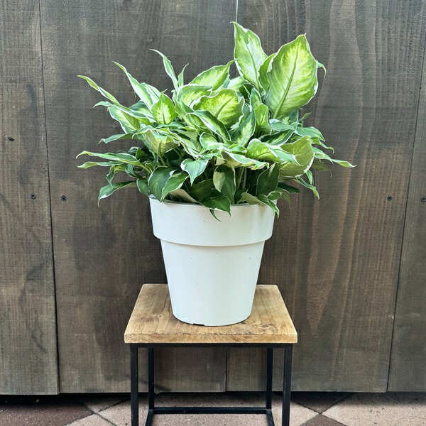 観葉植物：ディフェンバキア クールビューティー*6号プラポット