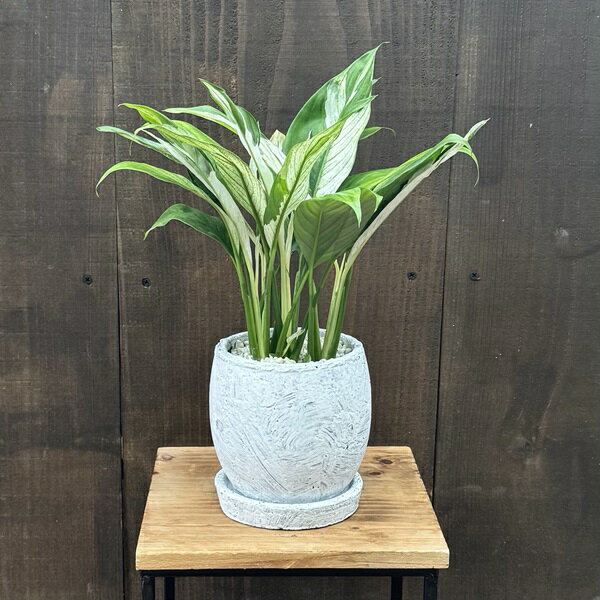 観葉植物：斑入りスパティフィラム 鉢植え*受皿付 スパッティ バリエガタ