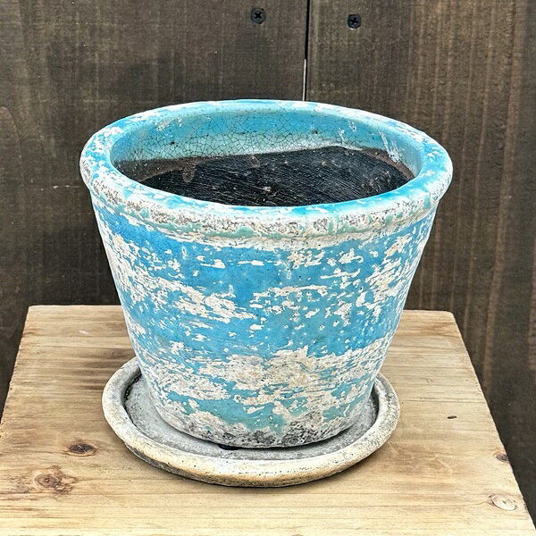 観葉植物 鉢色選べます：リュウビンタイ 鉢植え*受皿付 シダ植物