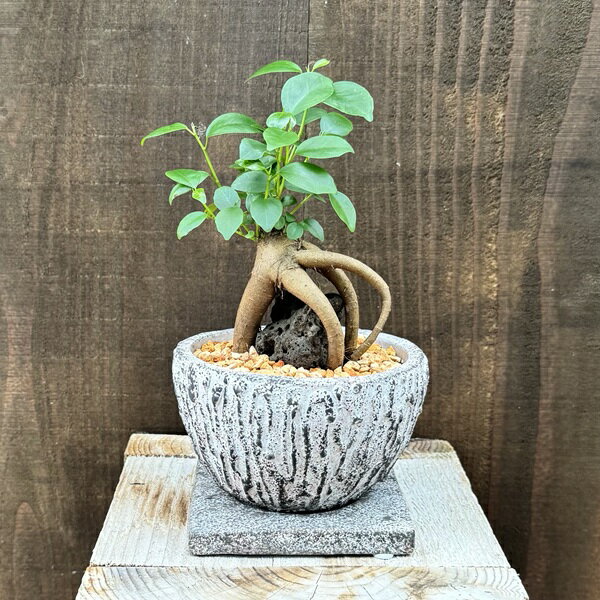 観葉植物：ガジュマル 石付き 鉢植え 受皿付*ゼオライト