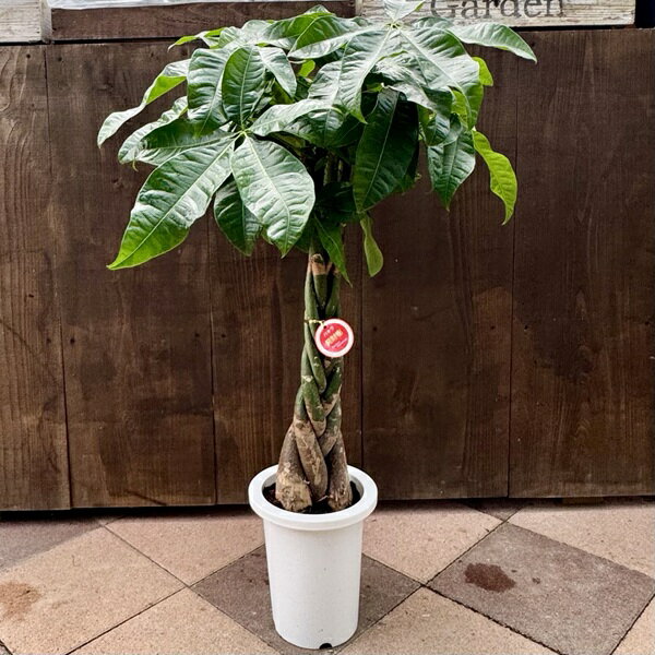 観葉植物：三つ編みパキラ*7号プラポット　大型ヤマト便配送