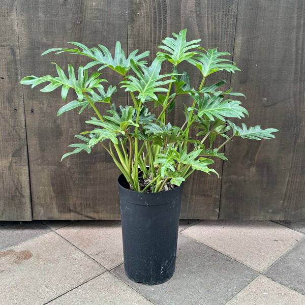 おしゃれ 観葉植物 クッカバラ：フィロデンドロン ジャイアント ザナドゥ*7号 プラポット