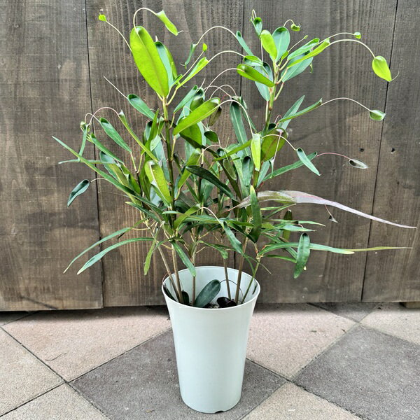 楽天市場】クロトン（種類（植物）クロトン）（観葉植物｜花・観葉植物