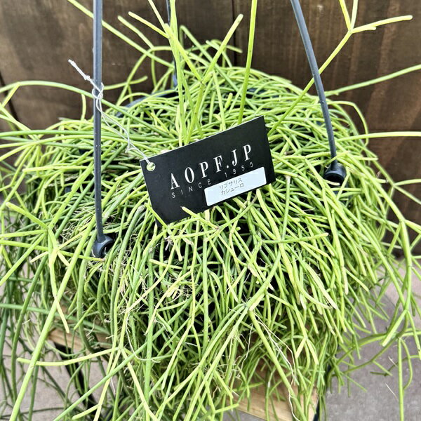 観葉植物：リプサリス カシューロ*7号吊り鉢