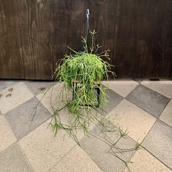 ���տ�ʪ����ץ��ꥹ �����塼��*7���ߤ�ȭ