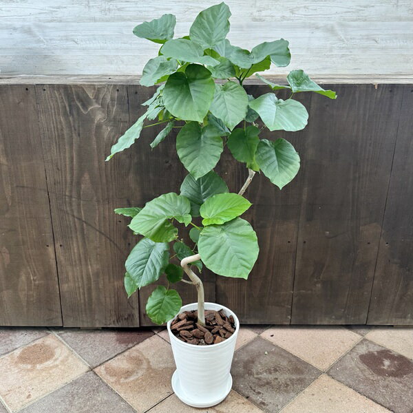 観葉植物：フィカス ウンベラータ*8号セラアート 受皿付 バークチップ 大型ヤマト便