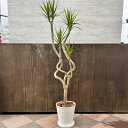 観葉植物:ドラセナ コンシンネ 龍*8号セラアート鉢 受皿付 バークチップ 大型ヤマト便配送