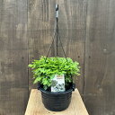観葉植物:セラギネラ*5号吊り クッションモス シダ植物 Selaginella