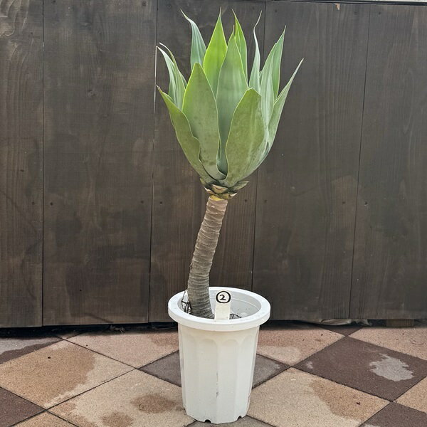 楽天市場】アガベ アテナータ(観葉植物|花・観葉植物):花 楽天市場】アガベ アテナータ(観葉植物|花・観葉植物):花