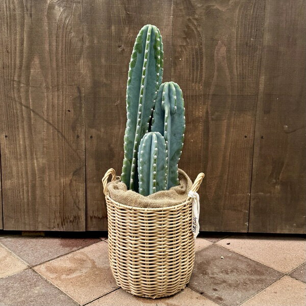 観葉植物：柱サボテン*バスケット鉢カバー 麻布付