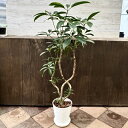 観葉植物:ツピタンサス*8号セラアート鉢植え 受皿付 バークチップ飾り 現品をお届け 大型ヤマト便