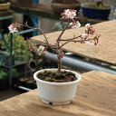 苗:十月桜 5号プラ鉢 * ジュウガツザクラ