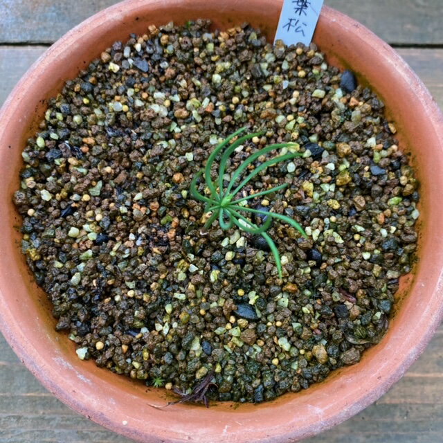 ͷ���ߺϡ���ҡ����վ�*�ʤ��褦�ޤ�/���襦�ޥġ�