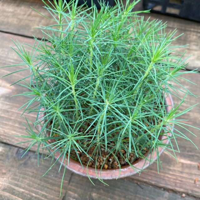 ͷ���ߺϡ���ҡ�����*�ʤ����ޤ�/�����ޥġ�