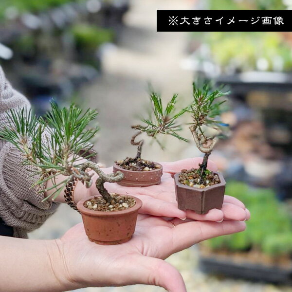 盆栽：三河黒松*現品 くろまつ　クロマツ　Kuromatsu bonsai ミニ盆栽