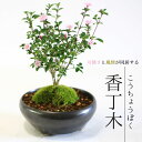 【即日出荷可!】小品盆栽:香丁木(瀬戸焼黒鉄鉢)*【送料無料】bonsai