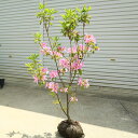庭木・植木:モチツツジ(もちつつじ)桃花 大株* 餅ツツジ 常緑性ツツジ 躑躅