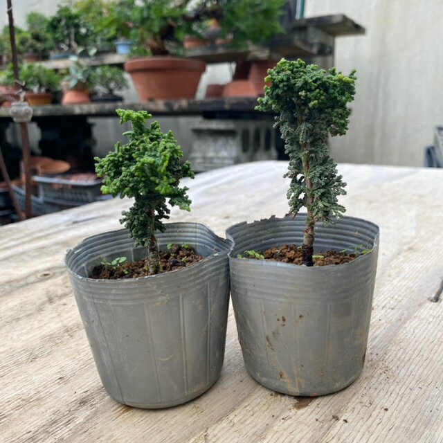 �ġ��в�ɰ(��)*���ä��ҤΤ����������ҤΤ������å��ҥΥ����������ҥΥ��� hinoki