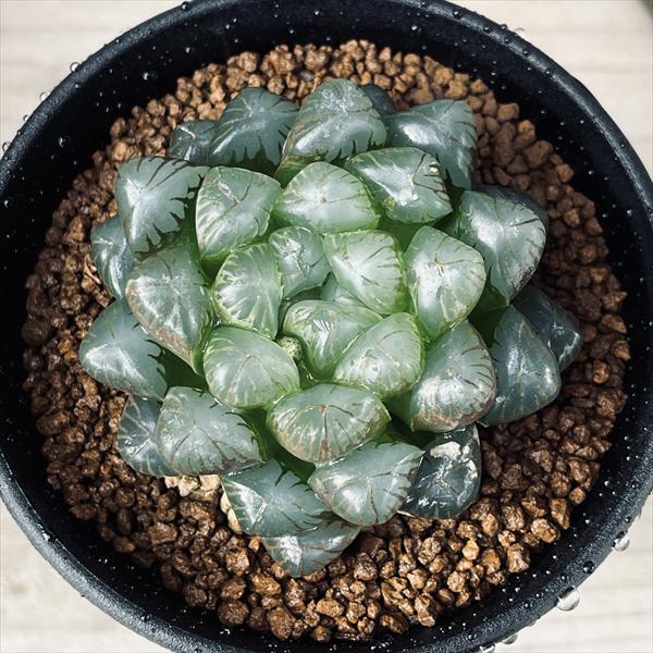 多肉植物:ハオルチア オブツーサ ディープパー...の紹介画像2