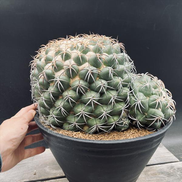 サボテン：コリファンタ　天司丸　実生*幅24cm　現品！一品限り