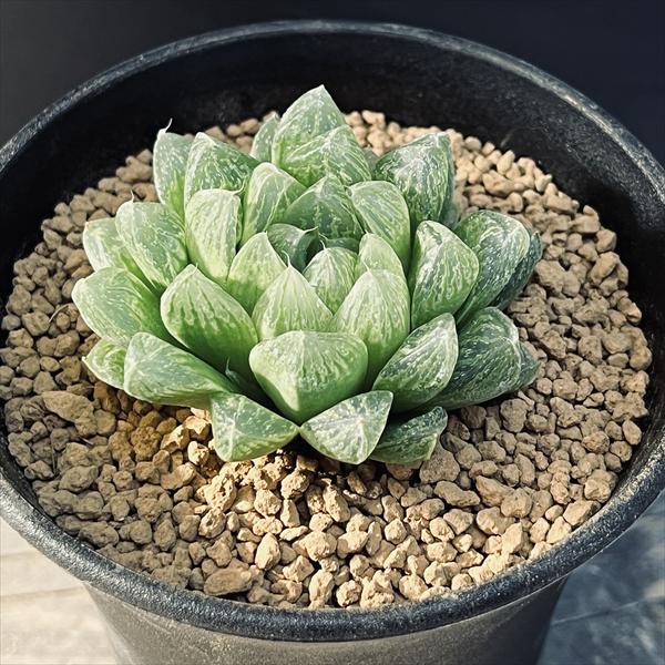 ☆特価☆多肉植物：ハオルチア光るオ...