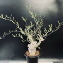 コーデックス:オペルクリカリア パキプス 発根済*葉幅58cm 現品!一品限り
