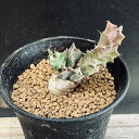 コーデックス:ユーフォルビア トルチラマ*葉幅5cm 現品!一品限り ☆赤松実生