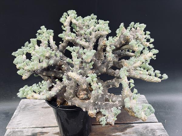 ☆特価☆コーデックス：サルコカウロン　ムルチフィズム　発根済*幅30cm　現品！一品限り